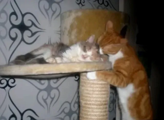 Extra image from article