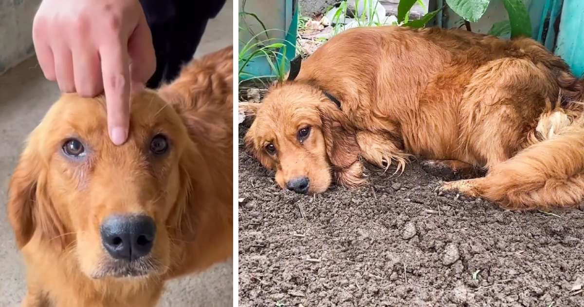 On arrival, they found that the dog, an ...