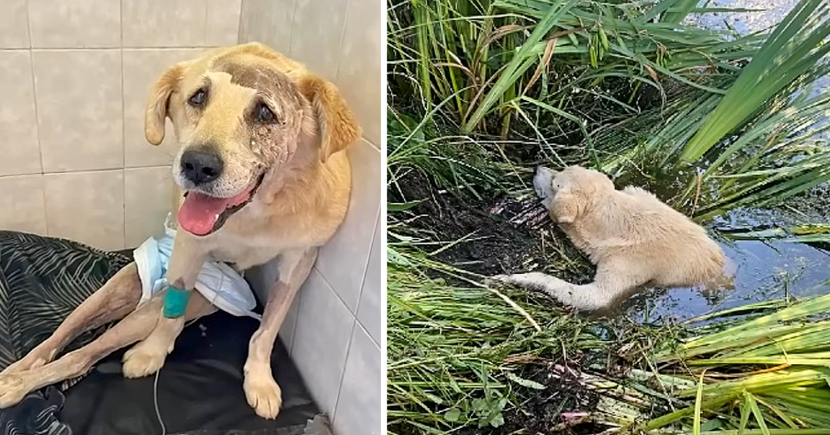 When he was rescued, the injuries he sus...