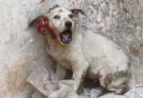 One ear of the puppy, who was whimpering...