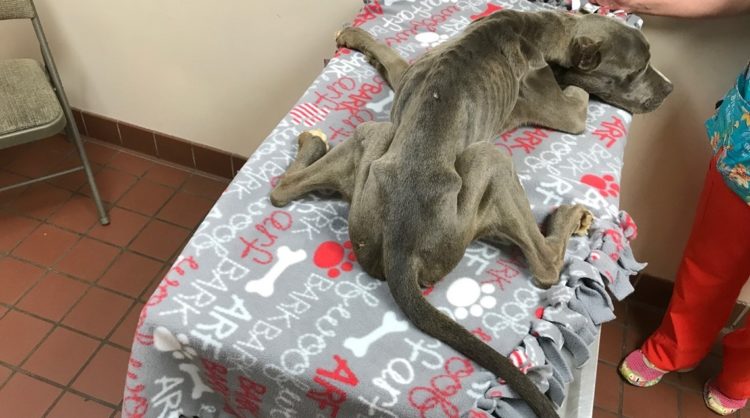 “When he arrived here he was crying, scr...