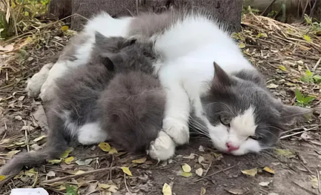 As the days pass, Whiskers slowly recove...