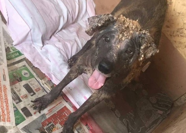 The poor animal was already fatigued and...