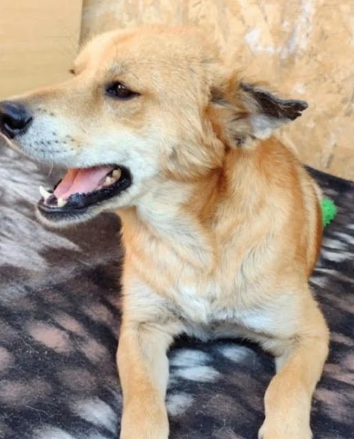 It appears incredible that this puppy wh...