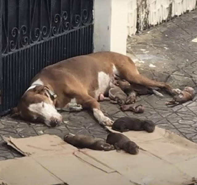Abandoned Mom Dog Finds Hope After Giving Birth on Streets, Thanks to Rescuer's Compassion