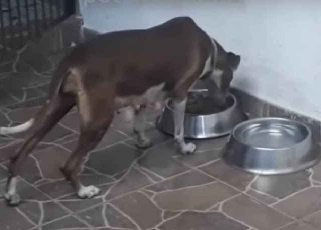 Abandoned Mom Dog Finds Hope After Giving Birth on Streets, Thanks to Rescuer's Compassion