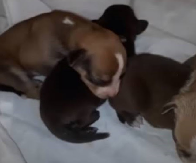 Abandoned Mom Dog Finds Hope After Giving Birth on Streets, Thanks to Rescuer's Compassion
