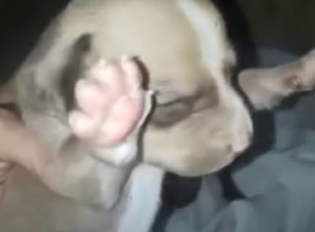 Abandoned Mom Dog Finds Hope After Giving Birth on Streets, Thanks to Rescuer's Compassion