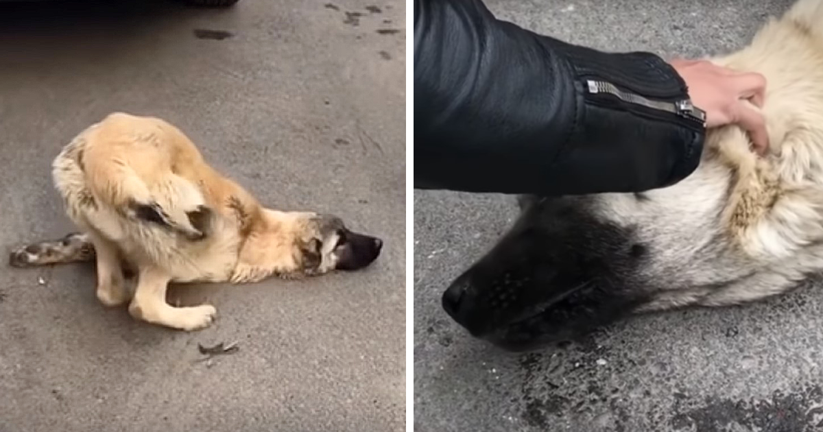 Unfortunately, homeless pups face the sc...