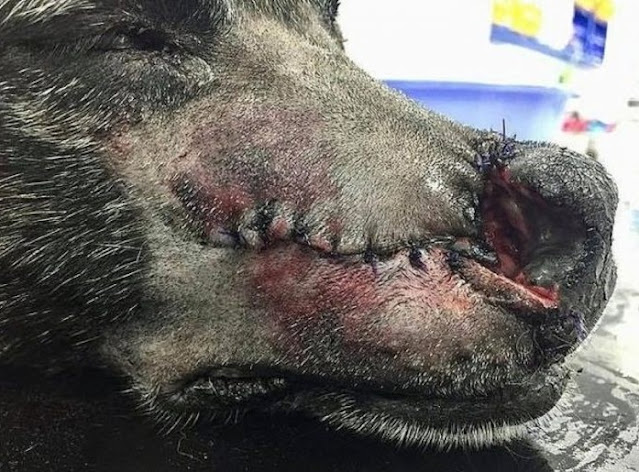 “I was told that the horrific inst...