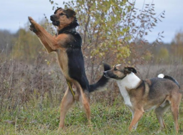 The dog was very loving, but despite the...