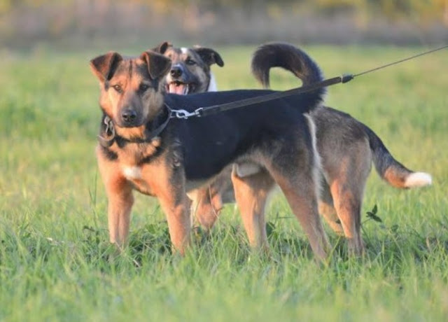 Elena was able to capture Luke’s h...