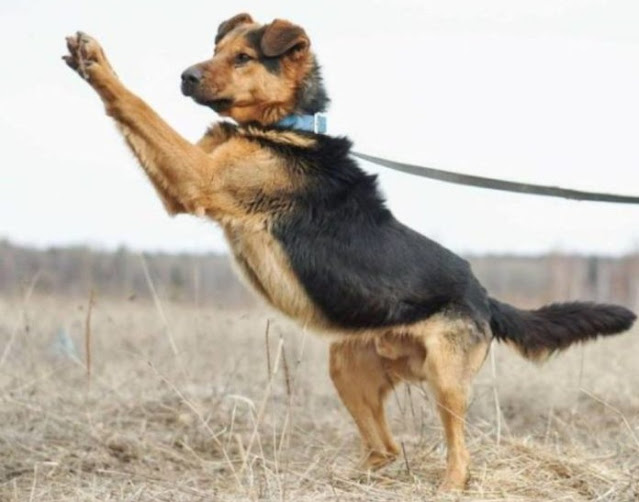 Despite high abandonment rates, Russians...