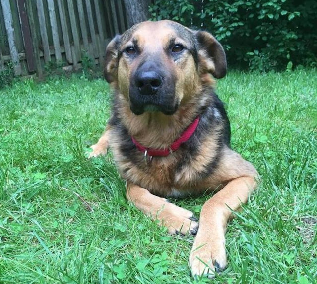 Meredith Andrew chose to adopt him toget...