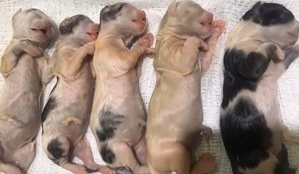 This pit bull shown incredible bravery a...