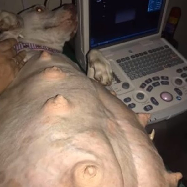 After breaking water, the pregnant pit b...