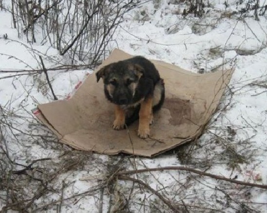 Natalia couldn’t ignore the puppy’s plig...