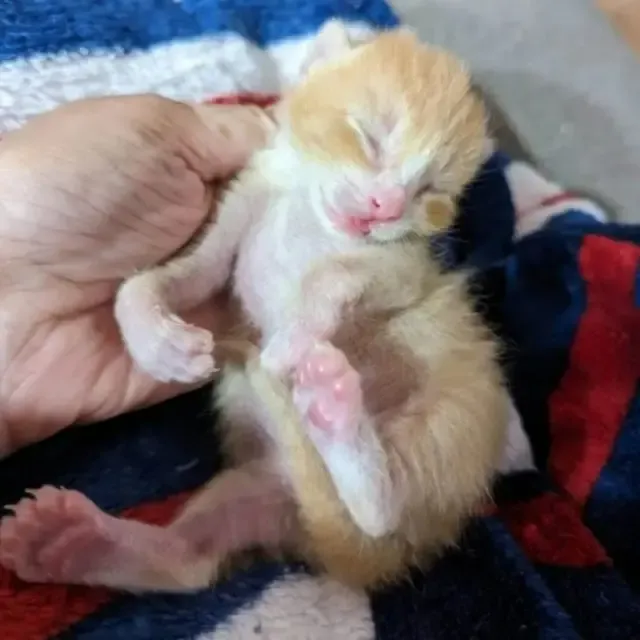 As he grew, Macaroni began to open his e...