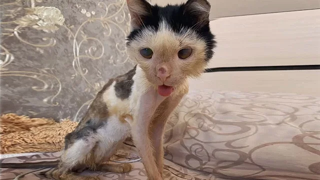 Phoenix was not just any cat; to most pa...