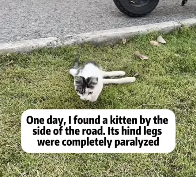 A calico cat named Princess has faced im...