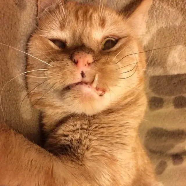 For Herman, a little bit of love has gon...