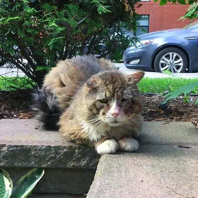 Soon after, Chatons Orphelins Montréal s...