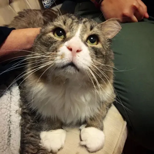 Extra image from article