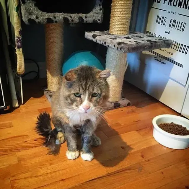 Extra image from article