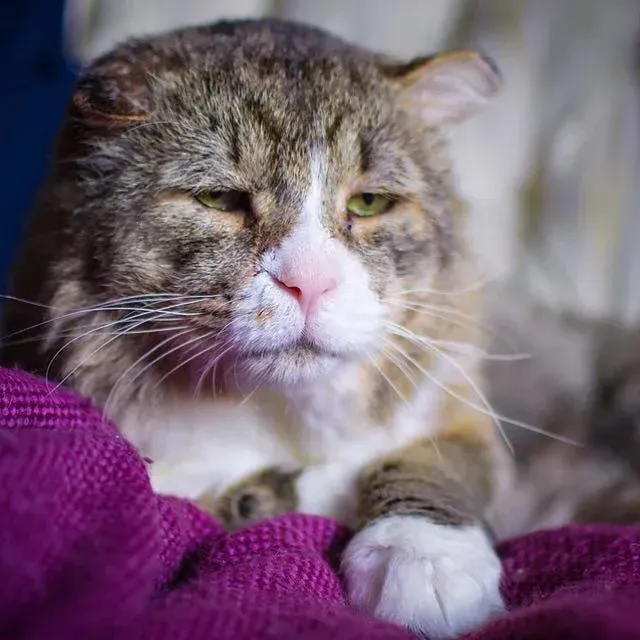 Extra image from article