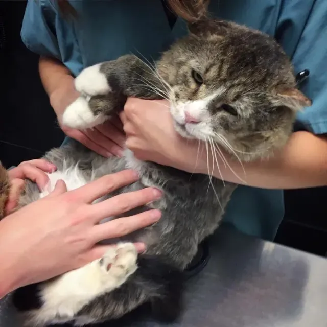 Extra image from article