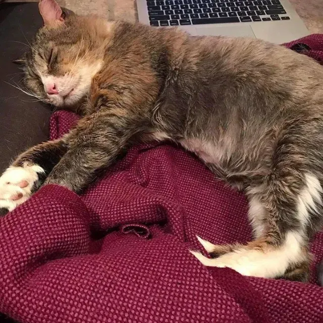 Extra image from article