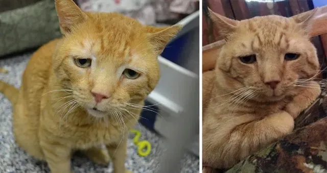 Nutmeg, a five-year-old orange tabby, fo...