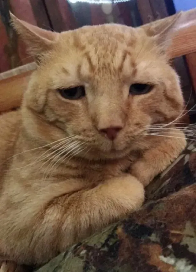 Nutmeg is happy and cherished!...