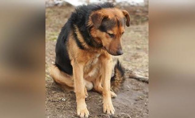 The dog obeyed him without hesitation an...