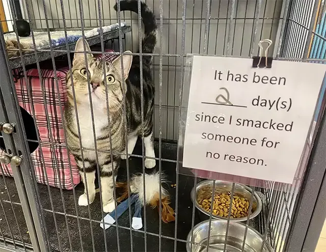 For now, Max remains at the shelter, cha...