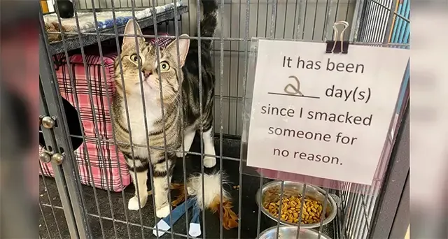 Despite only being at the shelter for a ...