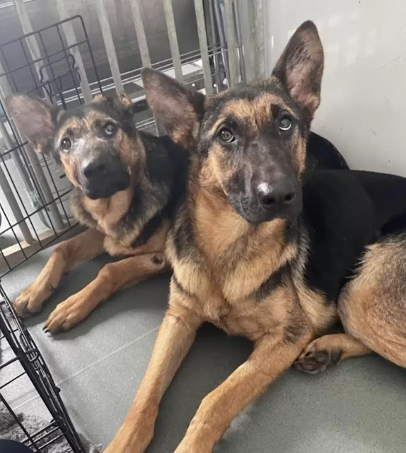 They eventually located the sisters hidi...