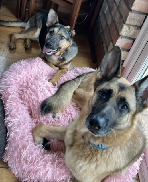 The dogs were called Thora and Levina by...