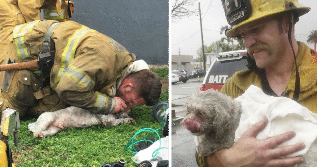 Hero Firefighter Brings Lifeless Dog Back to Life with MouthtoSnout