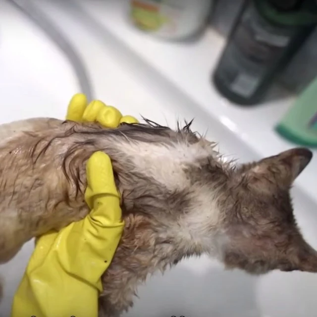 However, dealing with fleas proved even ...