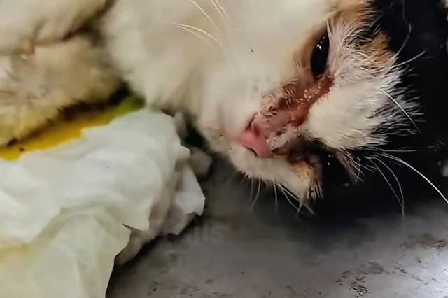 At the veterinary clinic, I recounted th...