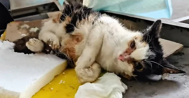 We named her Banban, inspired by the pie...