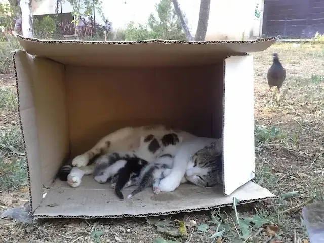 This selfless act of rescuing the stray ...
