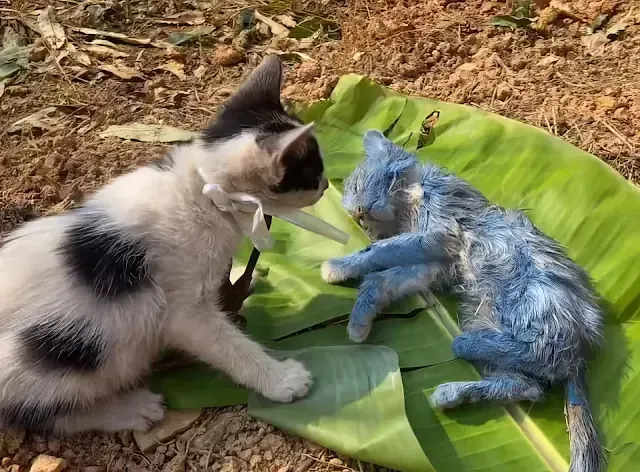 Through adversity, the kittens found a w...