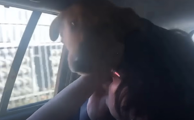 Dog's Adorable Plea for Attention Highlights Bond Between Pups and People
