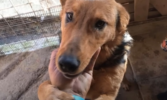 Dog's Adorable Plea for Attention Highlights Bond Between Pups and People
