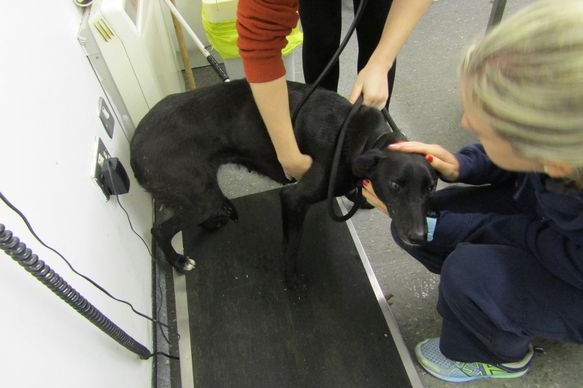 The ISPCA shared photos of Emmy Lou and ...