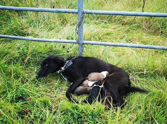 The puppies, named Billy Ray, Dixie, Dol...