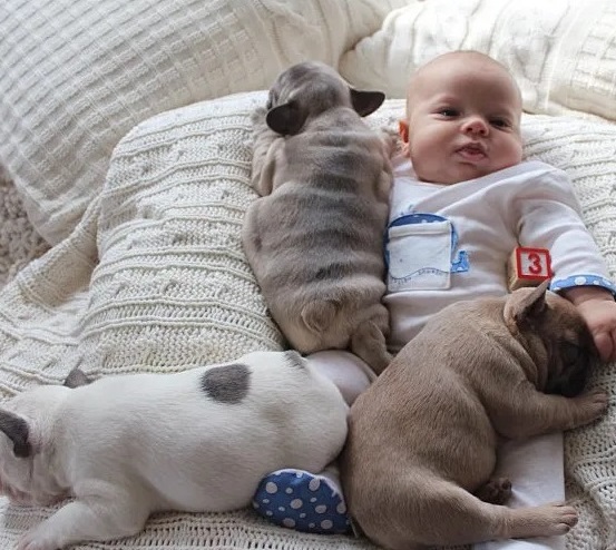 The heartwarming bond between the dogs a...