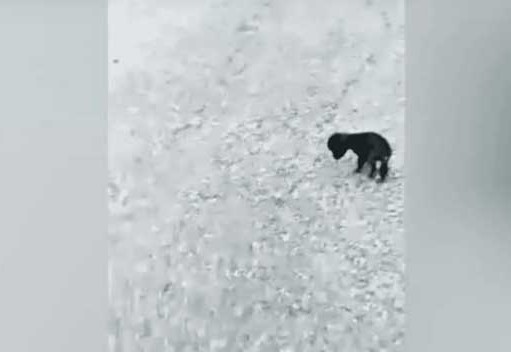 This little dog, in desperate need of a ...